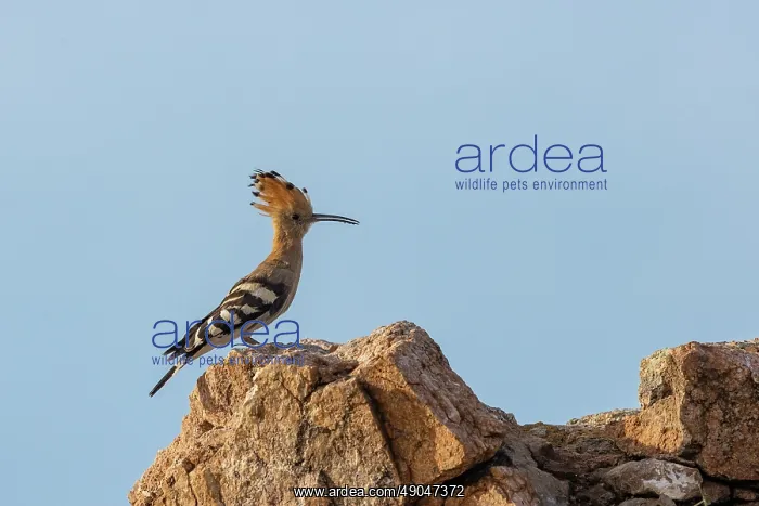 : Hoopoe. Asie, Mongolie, Est de la Mongolie, Steppe, Huppe fasciée : Hoopoe. Asie, Mongolie, Est de la Mongolie, Steppe, Huppe fasciée