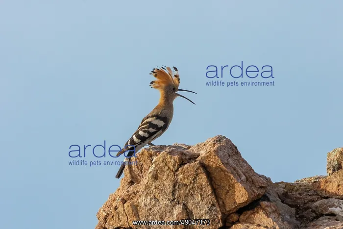 : Hoopoe. Asie, Mongolie, Est de la Mongolie, Steppe, Huppe fasciée : Hoopoe. Asie, Mongolie, Est de la Mongolie, Steppe, Huppe fasciée