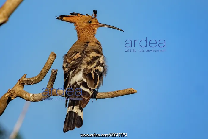 : Hoopoe. Asie, Mongolie, Est de la Mongolie, Steppe, Huppe fasciée : Hoopoe. Asie, Mongolie, Est de la Mongolie, Steppe, Huppe fasciée