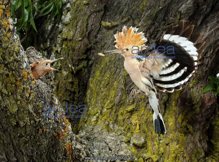 : Hoopoe - adult in flight - with prey to feed their young : Hoopoe - adult in flight - with prey to feed their young