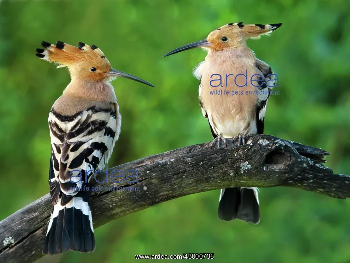 : Hoopoe - adult pair : Hoopoe - adult pair