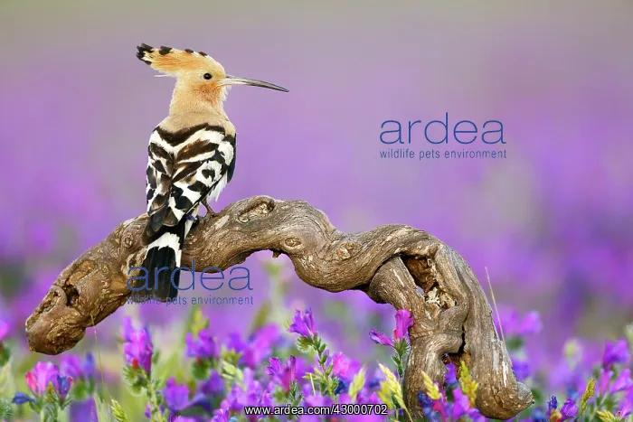 : Hoopoe - adult perched on branch amongst flowers : Hoopoe - adult perched on branch amongst flowers