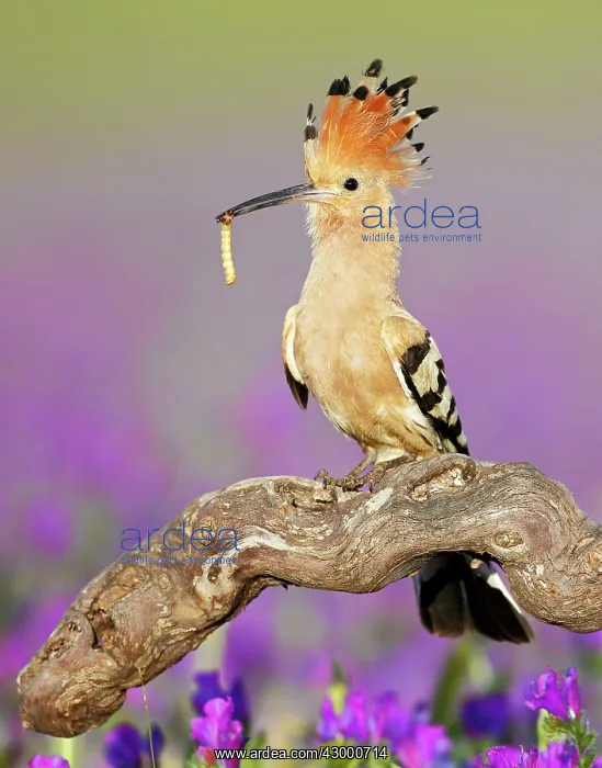 : Hoopoe - adult perched on branch with prey - amongst flowers : Hoopoe - adult perched on branch with prey - amongst flowers