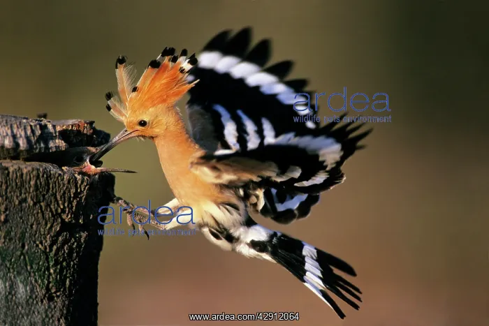 : Hoopoe - bird feeding young in flight : Hoopoe - bird feeding young in flight