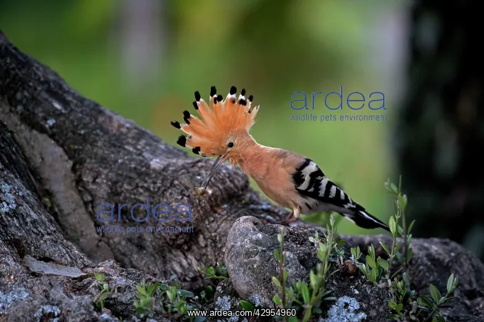 : Hoopoe - Bring in food to feed chick at nest site : Hoopoe - Bring in food to feed chick at nest site