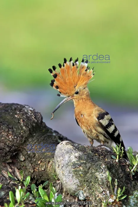 : Hoopoe - Bring food to the nest : Hoopoe - Bring food to the nest