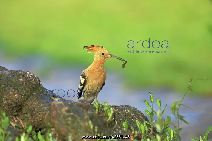 : Hoopoe - bringing food to the nest : Hoopoe - bringing food to the nest