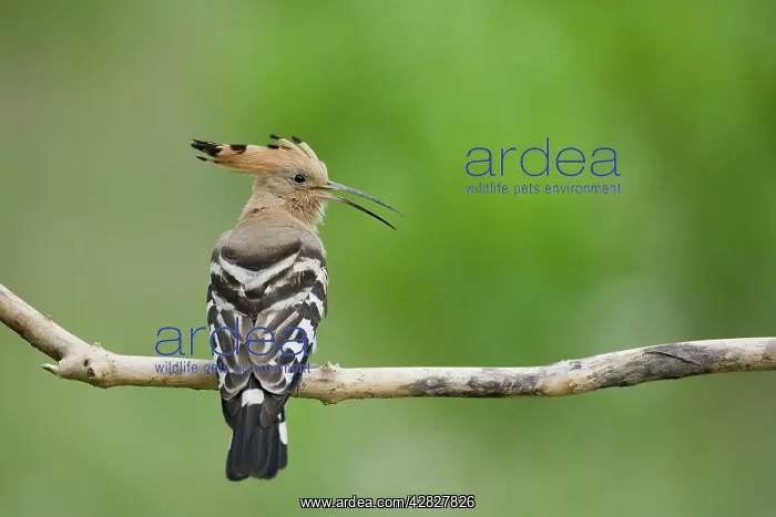 : Hoopoe - calling : Hoopoe - calling