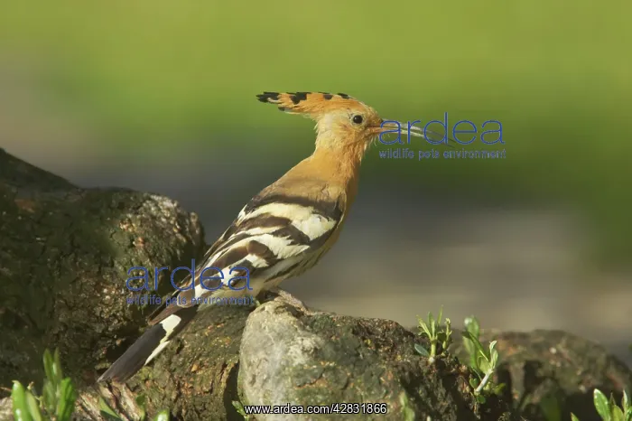 : Hoopoe - calling : Hoopoe - calling