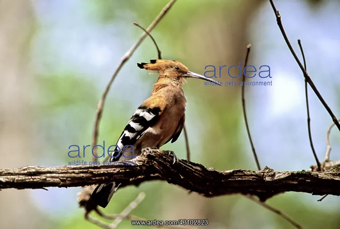 : Hoopoe, Cambodia : Hoopoe, Cambodia