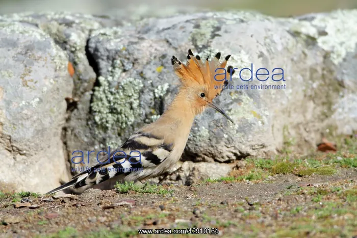 : Hoopoe - with crest raised, searching for food : Hoopoe - with crest raised, searching for food