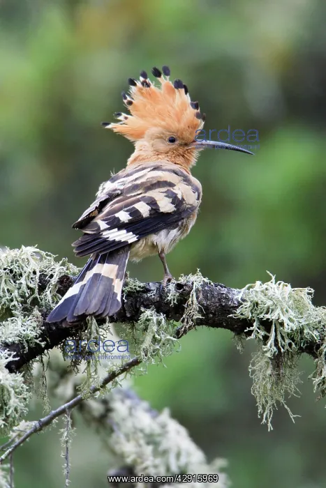 : Hoopoe - displaying : Hoopoe - displaying