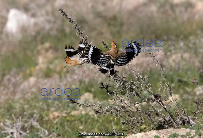 : Hoopoe - Driving off rival male : Hoopoe - Driving off rival male
