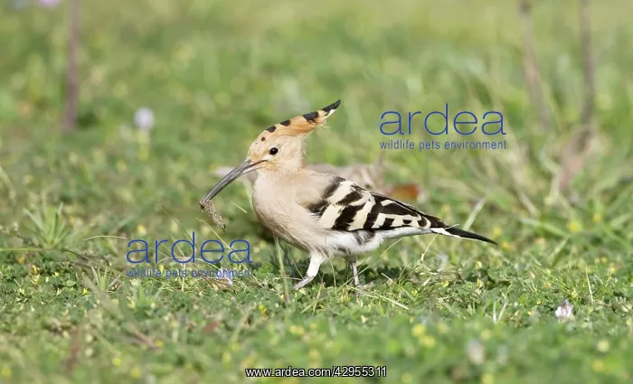 : Hoopoe - feeding on grass - April : Hoopoe - feeding on grass - April