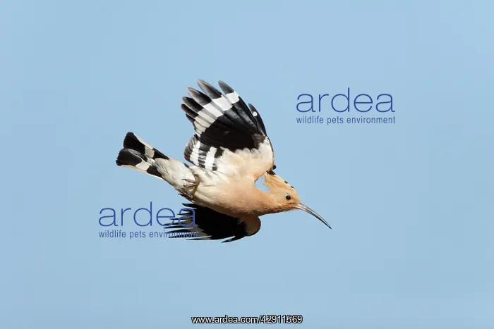 : Hoopoe - in flight : Hoopoe - in flight