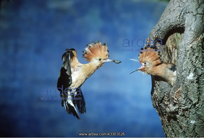 : HOOPOE - in flight, offering food : HOOPOE - in flight, offering food