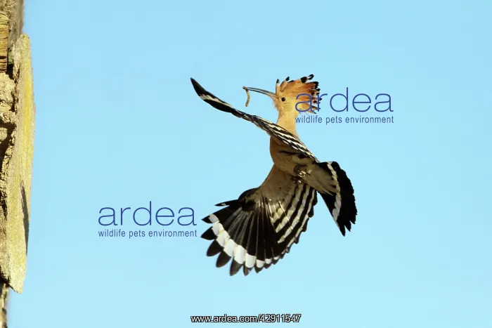 : Hoopoe - in flight, returning to nest with food in beak : Hoopoe - in flight, returning to nest with food in beak