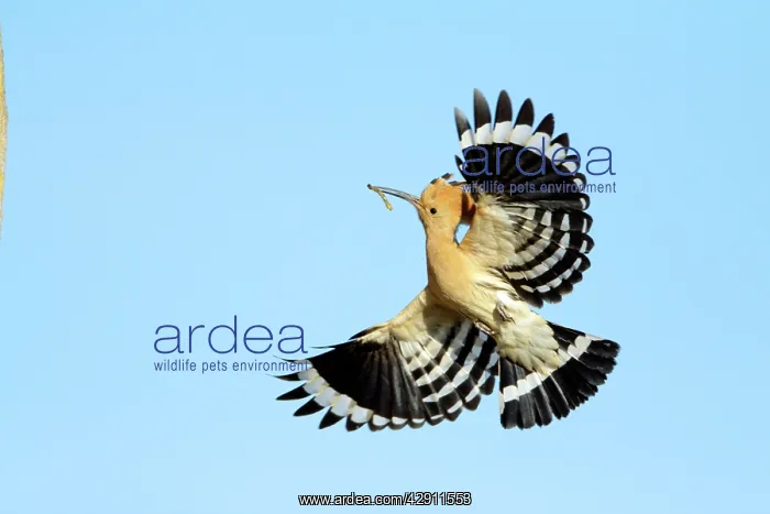 : Hoopoe - in flight, returning to nest with food in beak : Hoopoe - in flight, returning to nest with food in beak