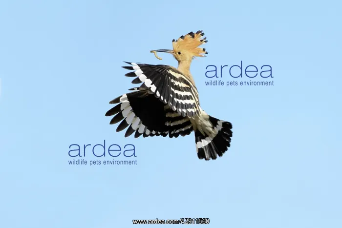 : Hoopoe - in flight, returning to nest with food in beak : Hoopoe - in flight, returning to nest with food in beak