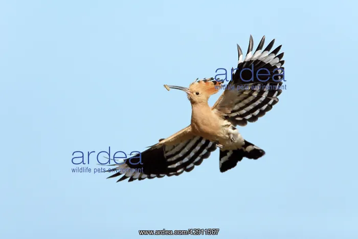 : Hoopoe - in flight, returning to nest with food in beak : Hoopoe - in flight, returning to nest with food in beak