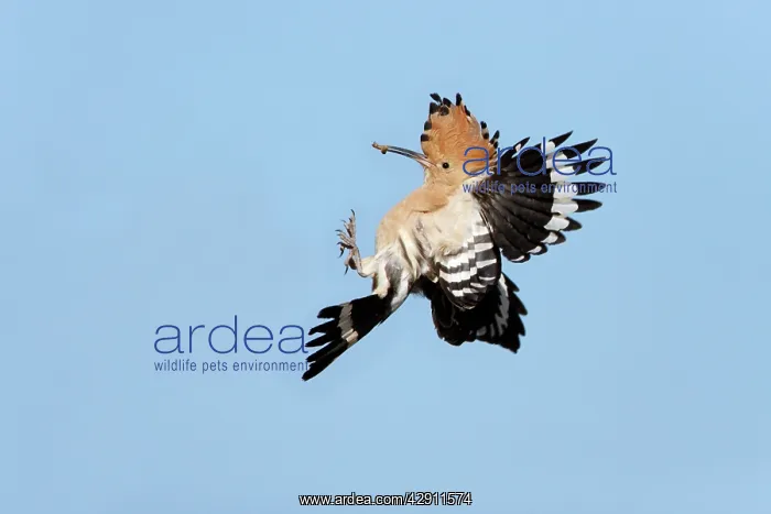 : Hoopoe - in flight, returning to nest with food in beak : Hoopoe - in flight, returning to nest with food in beak