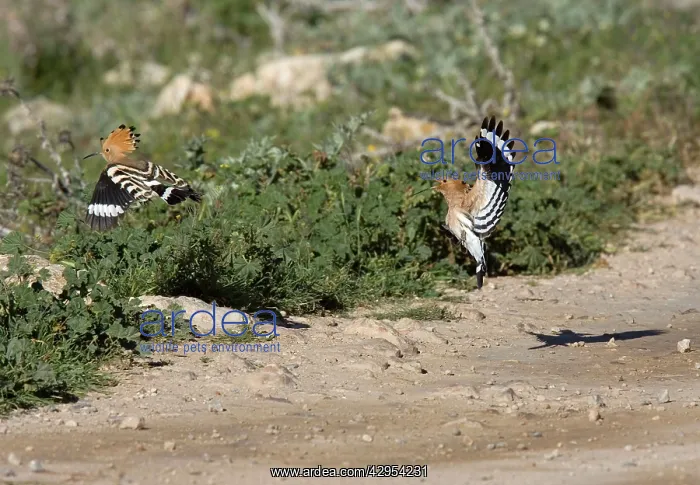: Hoopoe - Flying off dusty track : Hoopoe - Flying off dusty track