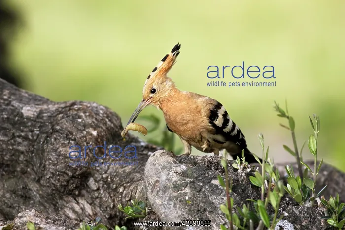 : Hoopoe - with grub in beak : Hoopoe - with grub in beak