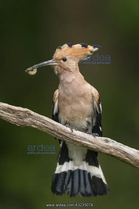  : Hoopoe - Hungary