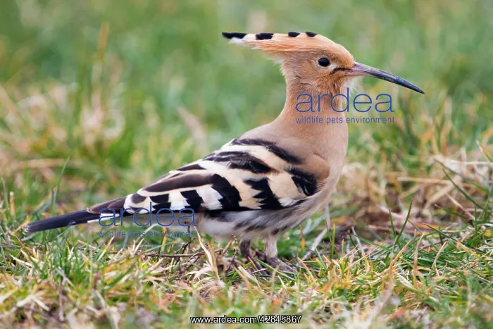 : Hoopoe - migrant in field : Hoopoe - migrant in field