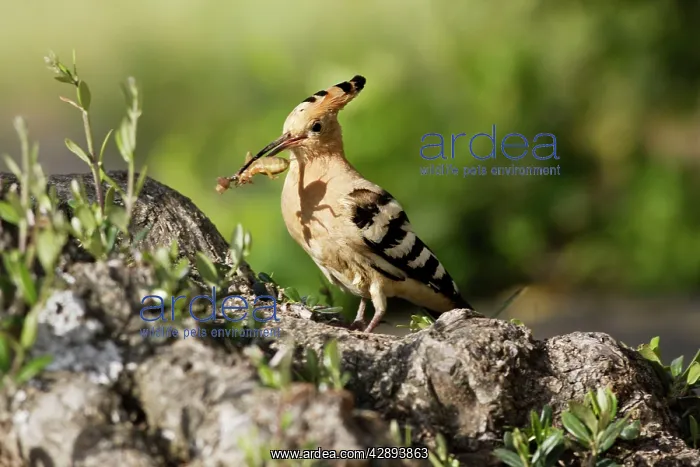 : Hoopoe - with mole-cricket in beak : Hoopoe - with mole-cricket in beak