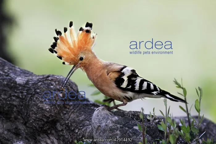 : Hoopoe - with mole-cricket in beak : Hoopoe - with mole-cricket in beak