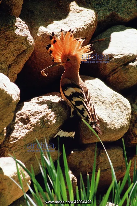 : HOOPOE - at nest hole with food : HOOPOE - at nest hole with food
