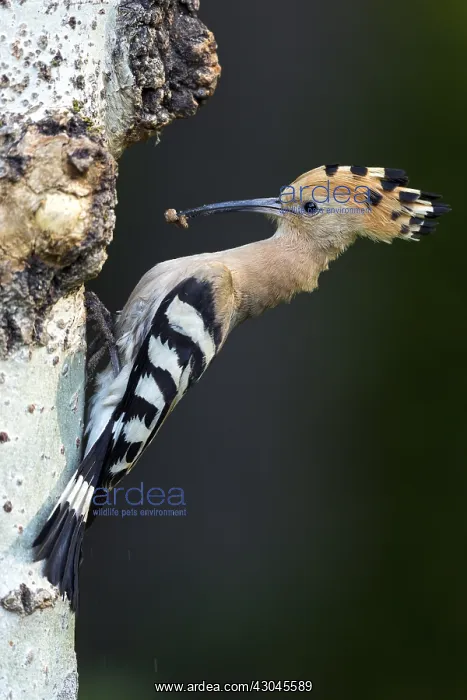 : Hoopoe - At Nest - Hungary : Hoopoe - At Nest - Hungary