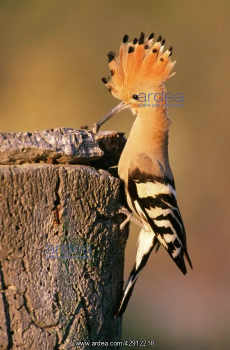  : HOOPOE - Parent bird at nest entrance with beetle in beak