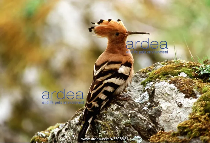 : HOOPOE - perched on rock : HOOPOE - perched on rock