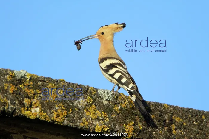 : Hoopoe - perched on roof with caught spider in beak : Hoopoe - perched on roof with caught spider in beak