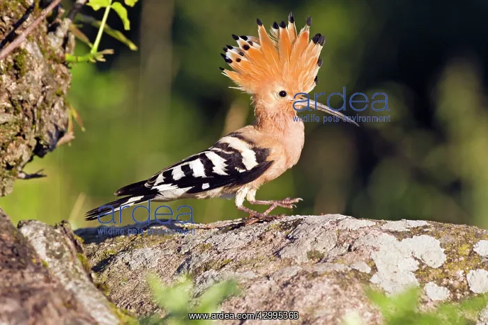 : Hoopoe - perched on stone with crest raised Bulgaria : Hoopoe - perched on stone with crest raised Bulgaria