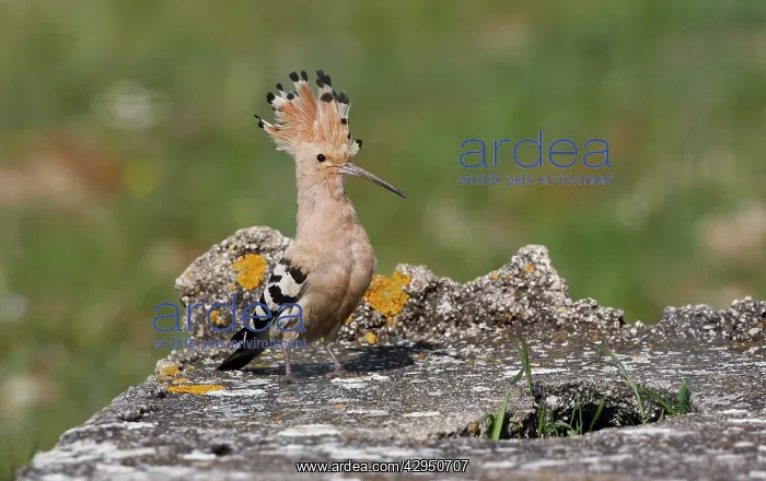 : Hoopoe - with raised crest : Hoopoe - with raised crest