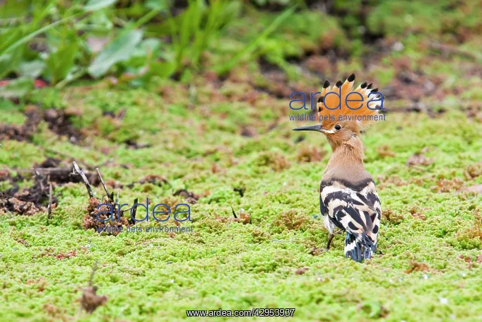 : Hoopoe - recently fledged bird perching on ground : Hoopoe - recently fledged bird perching on ground