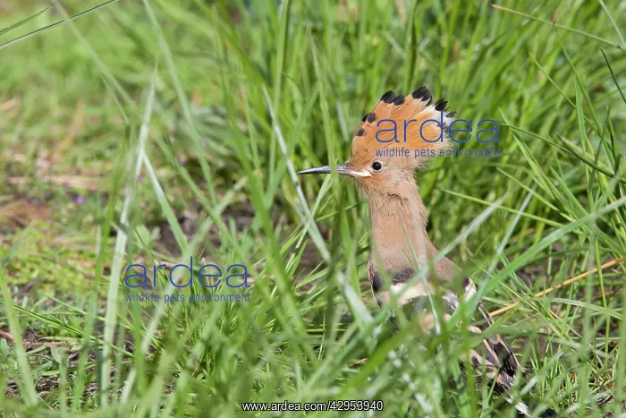 : Hoopoe - recently fledged bird perching on ground : Hoopoe - recently fledged bird perching on ground