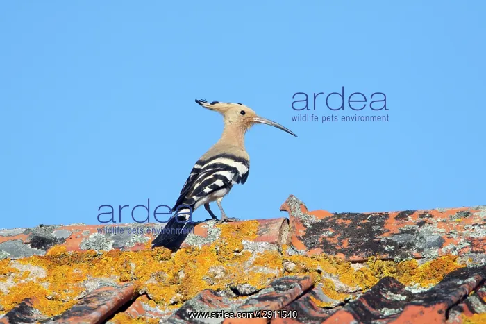: Hoopoe - on roof : Hoopoe - on roof