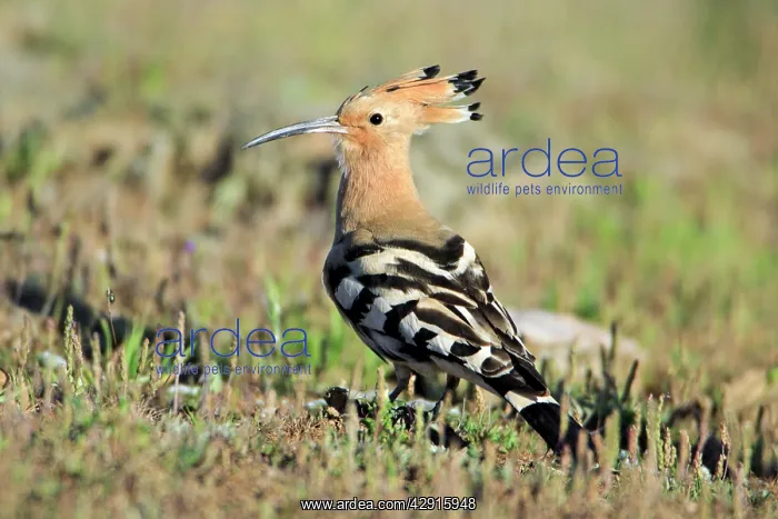: Hoopoe - searching for food : Hoopoe - searching for food