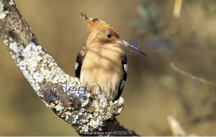 : HOOPOE - sitting on branch : HOOPOE - sitting on branch