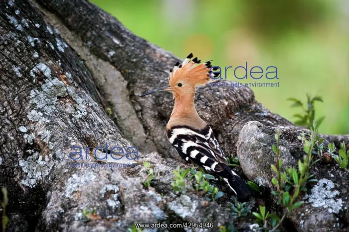 : Hoopoe - Standing at entrance to nest site : Hoopoe - Standing at entrance to nest site