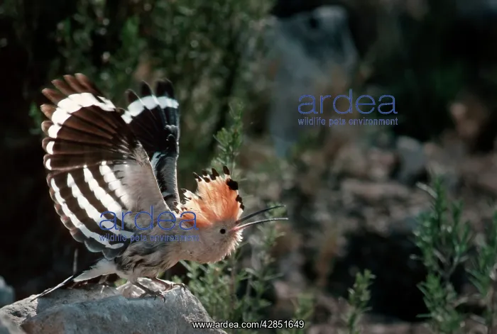 : HOOPOE - stretching out with open wings on rock : HOOPOE - stretching out with open wings on rock