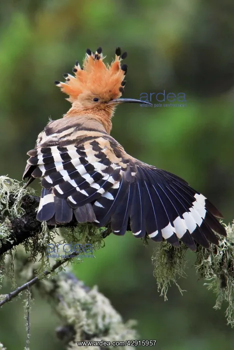 : Hoopoe - stretching wing, displaying : Hoopoe - stretching wing, displaying