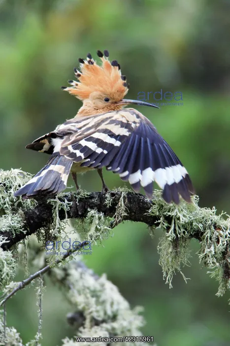 : Hoopoe - stretching wing, displaying : Hoopoe - stretching wing, displaying