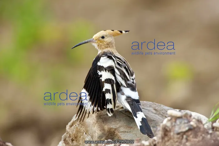 : Hoopoe - stretching wings whilst preening : Hoopoe - stretching wings whilst preening