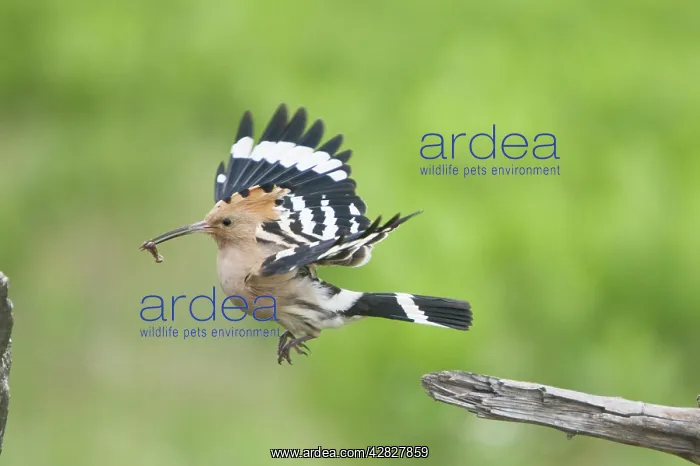 : Hoopoe - taking off with food for young : Hoopoe - taking off with food for young