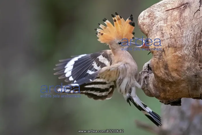 : Hoopoe (Upupa epops), adult bird feeds young bird : Hoopoe (Upupa epops), adult bird feeds young bird